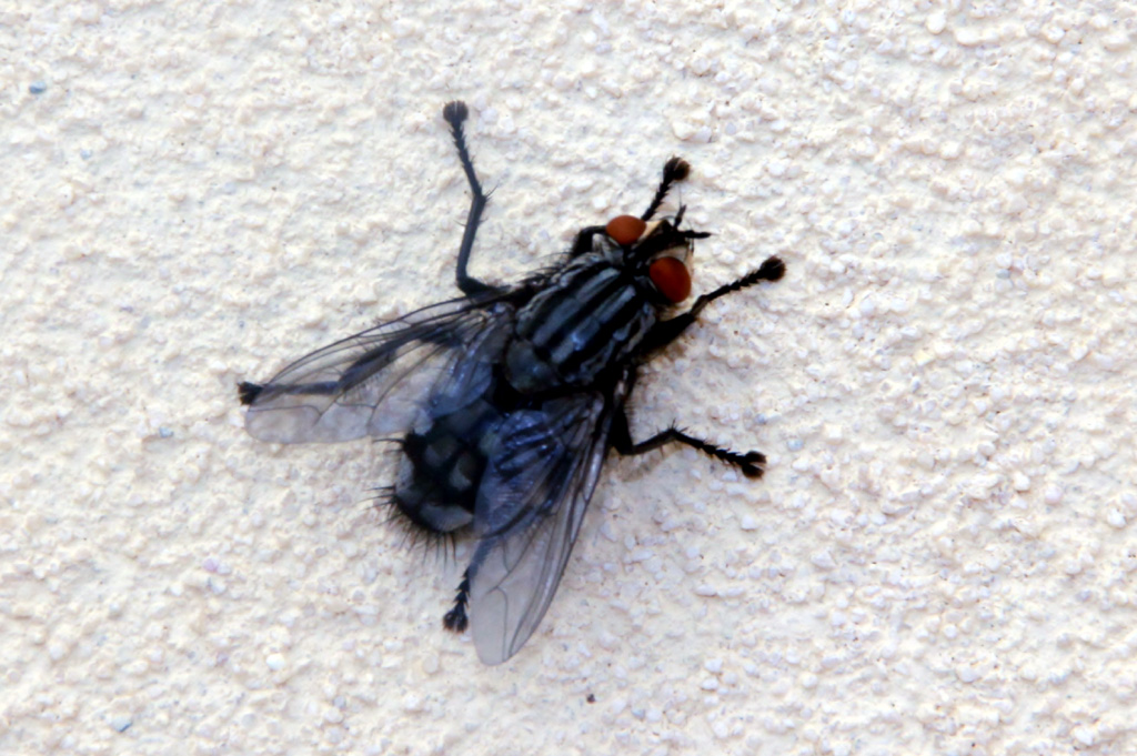 aiuto nell''identificazione